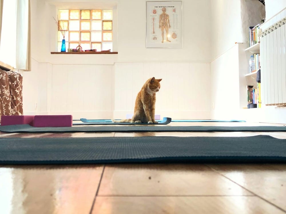 Exercises for cat, head and tail